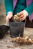 Redémarrer un tubercule de dahlia au début du printemps en le mettant dans un pot en plastique rempli de compost frais et en le plaçant dans un endroit léger et chaud.