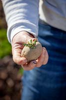 Planter les premières pommes de terre qui ont été coupées.