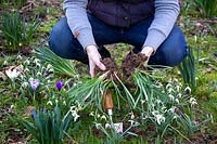 Déterrer et diviser les touffes de perce-neige - Galanthus nivalis - après leur floraison - connu comme 'dans le vert '.