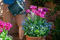 Nourrir les tulipes cultivées en pot avec une alimentation liquide à l'aide d'un arrosoir.