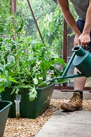 Arroser régulièrement les tomates dans une serre pour éviter la cassure des fruits et la pourriture apicale