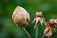 Boule de rose sur Rosa 'Comte de Chambord' causée par l'humidité et empêchant les fleurs de s'ouvrir