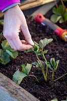 Planter des stolons à racine nue de fraise dans un parterre de fleurs surélevé. Tirant les feuilles pour vérifier qu'elles sont bien plantées