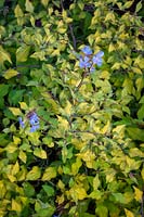 Ceratostigma willmottianum Bague en saphir syn. 'Lissbrill '. Plumbago chinois.