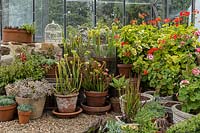 Un groupe de plantes en pot dans une serre sur du gravier, les plantes comprennent: les plantes succulentes, les plantes carnivores et le Pelagonium en fleurs