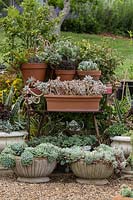 Une collection de plantes succulentes en pot exposées sur une table rétro en formica, deux bols en ciment moulé plantés d'Echeveria