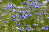 Nigella damascene - Love-in-a-mist - avec feuillage doux et plumeux et fleurs bleues