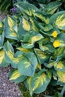 Hosta Great Expectations, Plantain Lily