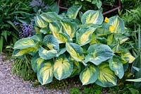 Hosta Great Expectations, Plantain Lily