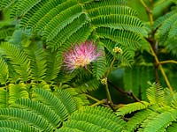 Albizia julibrissin - Arbre à soie persan