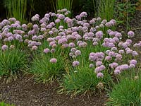 Allium senescens - Allium vieillissant