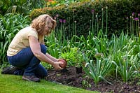 Planter des salvias devant des alliums dans un parterre de fleurs pour masquer leur feuillage mourant.