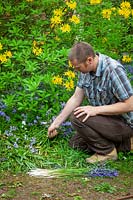 Tuer les jacinthes espagnoles envahissantes avant qu'elles ne sement partout. Hyacinthoides hispanica.
