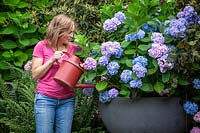Arroser un grand pot d'Hydrangea macrophylla Endless Summer