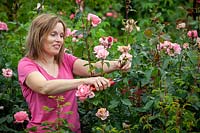 Deadheading Rosa - Rose - buissons pour assurer une plus longue saison de floraison