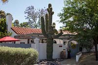 Carnegiea gigantea - Saguaro - cactus dans le jardin à l'avant d'une maison de banlieue