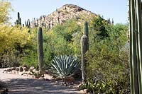 Vue sur la plantation vers la colline, plantes: Carnegiea gigantean - Saguaro, Opuntia - Figue de Barbarie et Agaves