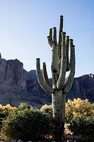 Cactus Saguaro mature, 'Carnegiea gigantea' Lost Dutchman State Park, Arizona.