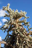 Cylindropuntia fulgida - Fruit à chaîne ou Cactus Cholla sautant