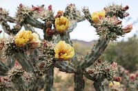 Cylindropuntia versicolor 'Staghorn cholla cactus' en fleur, désert de Sonora, Arizona.