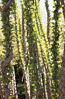 Gros plan de Fouquieria splendens - Ocatillo - montrant des branches épineuses qui sont souvent utilisées dans la fabrication de clôtures
