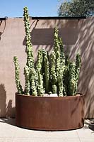 Grand pot rustique planté de Pachycereus schottii monstrosus - Totem Pole Garabullo - sur terrasse par mur