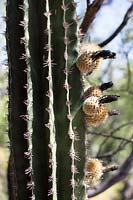 Carnegiea gigantea - Saguaro Cactus - montrant des fruits se développant à partir des fleurs ferilisées, après la pollinisation