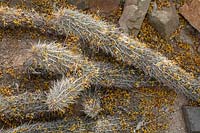 Stenocereus eruca - Diable rampant - les fleurs épuisées de Cercidium microphyllum - Palo Verde Tree - sont réparties sur la surface du cactus