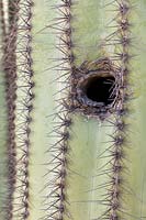 Trou de nidification des oiseaux dans le tronc de Carnegiea gigantea - Cactus Saguaro
