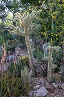 Cactus du désert privé et jardin succulent avec: Ferocactus - Barrel Cactus, Opuntia bigelovia - Teddy Bear Cholla et Echinoceros - Hedgehog Cactus