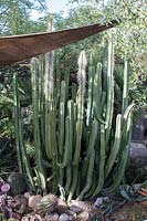 Pachycereus schottii 'Senita ou garambullo cactus' poussant dans une zone ombragée d'un jardin privé abritant une grande collection de cactus et de plantes succulentes dont beaucoup sont des usines de sauvetage de projets d'infrastructure de l'État.