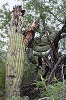 Le poids énorme d'un Carnegiea gigantea tombé 'Saguaro cacatus' a endommagé un Prosopsis spp. Adjacent. 'Arbre mesquite '. Arizona, USA.