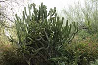 Ploaskia chichipe 'Chichipe cactus', Tohono Chul Botanica Gardens, Tucson, Arizona, États-Unis.