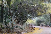 Banc de parc dans un parterre de fleurs contenant Carnegiea gigantea 'Saguaro cactus', Opuntia spp. 'Prickly pear cactus' et Cercidium microphyllum 'Palo verde tree '. Tohono Chul Botanica Gardens, Tucson, Arizona, États-Unis.