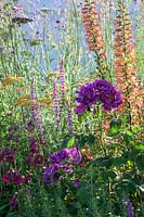 Plantation avec Salvia nemorosa 'Amethyst', Penstemon 'Raven', Digitalis Illumination Series et Rosa 'Rhapsody in Blue '. The Cancer Research UK Pledge Pathway to Progress. RHS Hampton Court Palace Garden Festival, 2019.