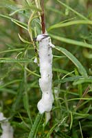 Coucou sur tige de Salix rosmarinifolia - Saule provoqué par Froghopper Aphrophora alni, mousse avec nymphes à l'intérieur.