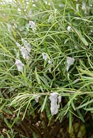 Coucou sur tige de Salix rosmarinifolia - Saule provoqué par Froghopper Aphrophora alni, mousse avec nymphes à l'intérieur.