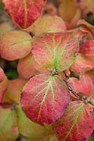 Viburnum carlesii 'Aurora' au feuillage automnal