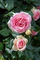 Rosa 'Pierre de Ronsard' syn. 'Eden Rose 85' - Meilland, 1987.