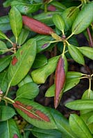 Symptômes de brûlures hivernales sur les feuilles de Rhododendon dues au stress hydrique