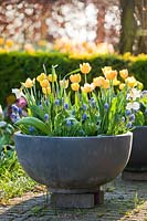 Pot de printemps avec Tulipa jaune et Muscati.