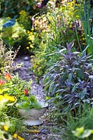 Passoire aux herbes fraîches. Sauge pourpre - Salvia officinalis 'Purpurascens '.