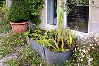 Bain galavanisé utilisé comme un mini étang avec des nénuphars et des iris, entouré de marguerites murales auto-ensemencées, Erigeron karvinskianus à l'ancien presbytère, Weare, Somerset, Royaume-Uni.