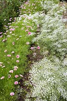 Fleurs à couper, y compris Ammi majus, Cosmos bipinnatus 'Daydream' et petits pois dans le jardin clos de Deans Court, Wimborne, Royaume-Uni.