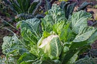 Brassica oleracea botrytis - Chou-fleur 'toute l'année' - prêt pour la récolte.