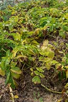 Alternaria solani - Brûlure affectant les feuilles de pomme de terre