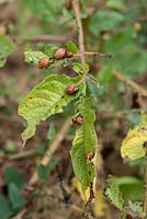 Leptinotarsa decemlineata - Larves de coléoptères du Colorado mangeant des feuilles de pomme de terre