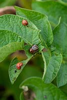 Leptinotarsa decemlineata - Adultes et larves de coléoptères du Colorado mangeant des feuilles de pomme de terre.