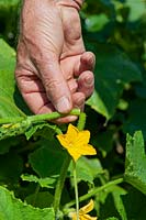 Pincer la tige de croissance du concombre après une fleur.