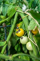 Nezara viridula '3rd instar' communément appelée Southern Green Shield Bug sur les tomates cerises.
